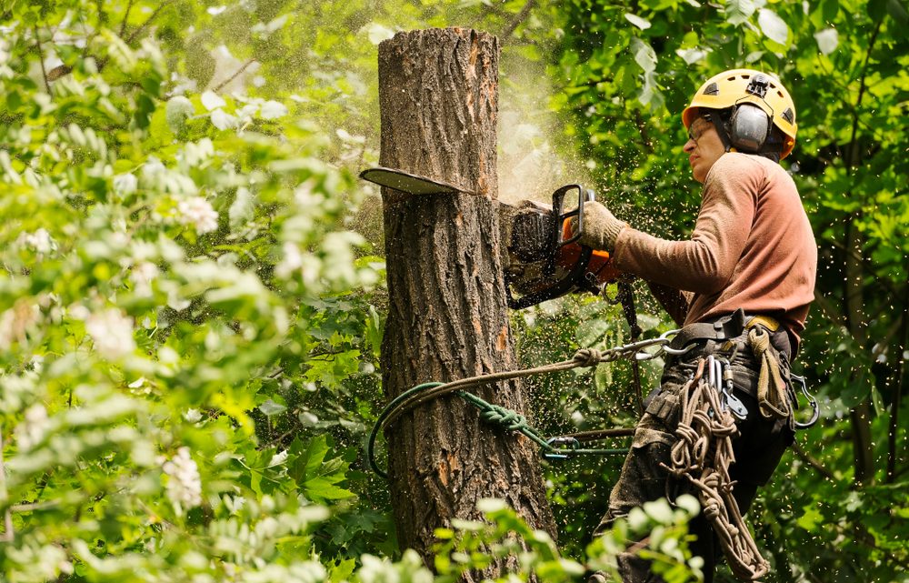 Anlita en professionell trädfällningstjänst: Vad du behöver veta