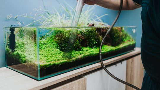 Varför är algmedel viktigt i ett akvarium?